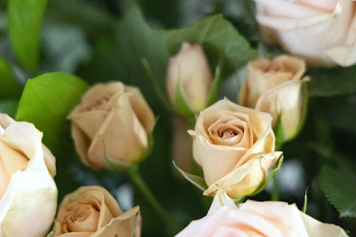 A bouquet of sandy gold and dusty pink roses surrounded by lush green leaves.