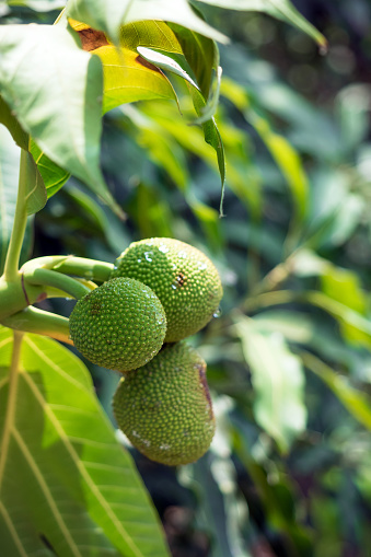 Close up of young breadfruit buds on the tree
