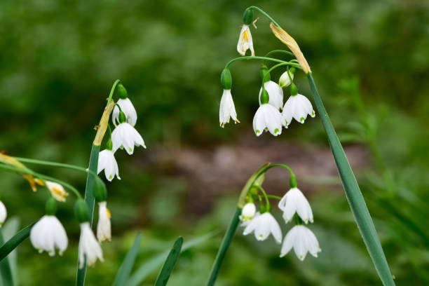 istock white natural flowers in rural areas 2151174177