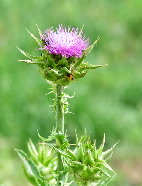 istock wild plants, wild thorn photos 2151174191