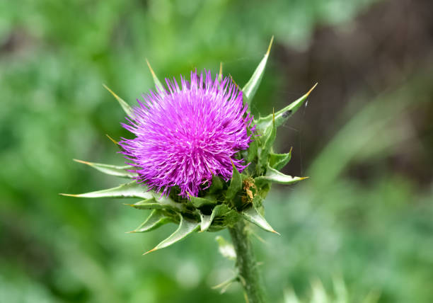 istock wild plants, wild thorn photos 2151174210