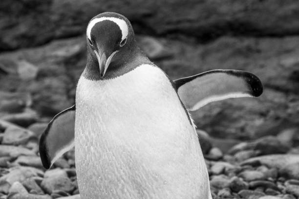 istock Penguins of Brown Bluff, Antarctic Peninsula, Part 2 2151174322