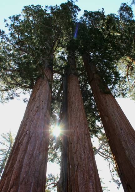 3 sister trees reaching high into the sky with their vast hight allow the sun to peeks it light through their lush green branches.