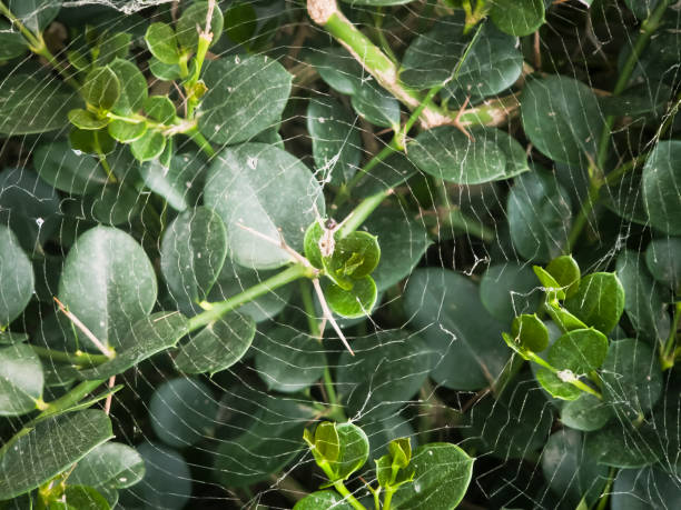 Spider and spiderweb: Spiders survival and living on their own web. cobwebs on fur