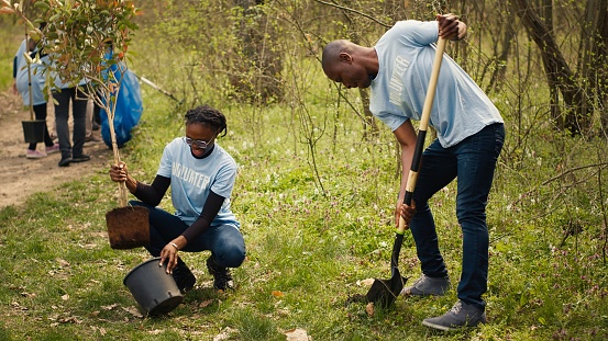 Team of activists planting trees to conserve natural ecosystem and forest environment, digging holes after collecting rubbish. Volunteers taking action and preserving the woods habitat. Camera A.
