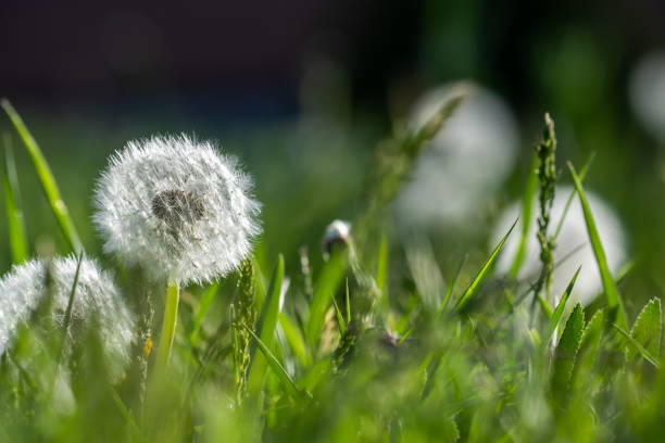 Blooming white dandelions in a green field, spring