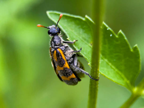 istock Tiny Guardian: Macro View of Beetle Resting on Leaf 2151177725