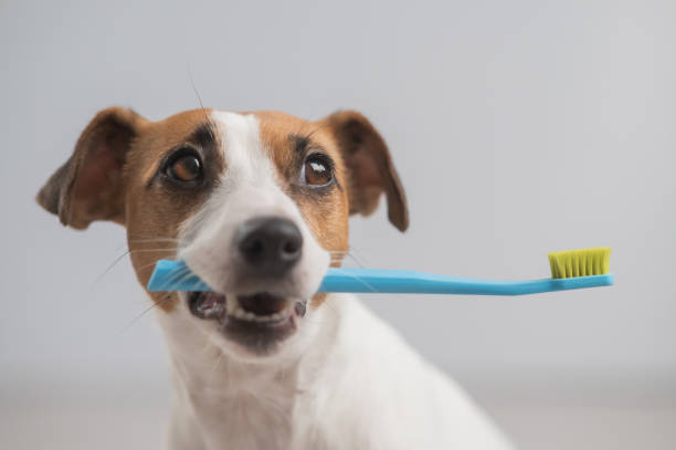 istock Jack Russell Terrier dog holding a blue toothbrush on a white background. 2151178344