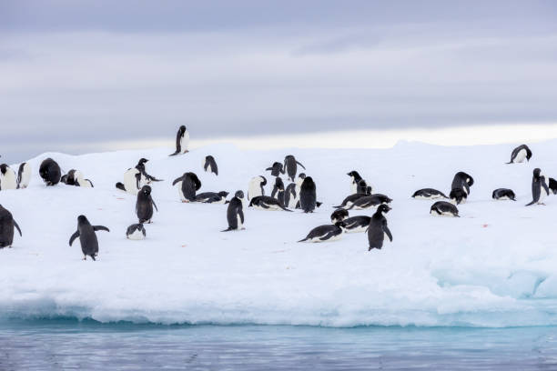 istock Hope Bay, Antarctica, Part 2 2151178473
