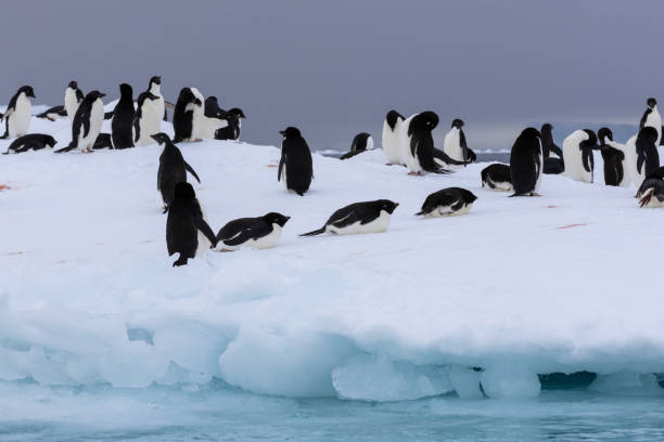 istock Hope Bay, Antarctica, Part 2 2151178510