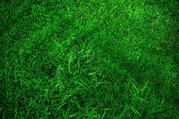 istock Lawn grass is longer and shorter green as a background. Lawn light and shadow. 2151178844