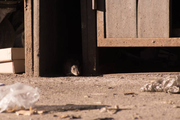 Cute rat looking through hole in cardboard sheet. Space for text