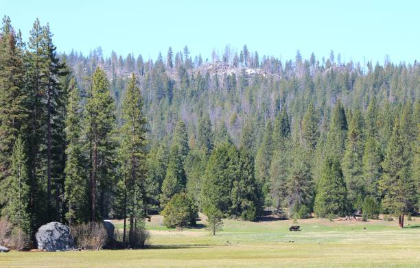 istock Meadow in Kings canyon national park. 2151179857