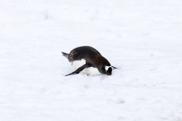 istock Mikkelson Harbor, Antarctica, Part 1 2151180156