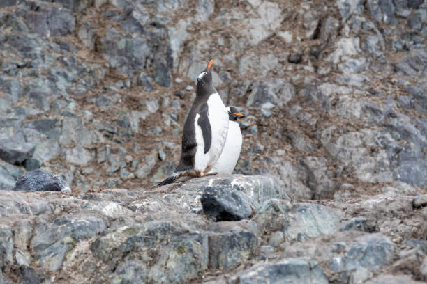 Mikkelson Harbor on D`Hainaut Island is home of thousands of Gentoo penguins