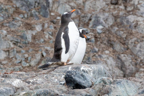 istock Mikkelson Harbor, Antarctica, Part 1 2151180192
