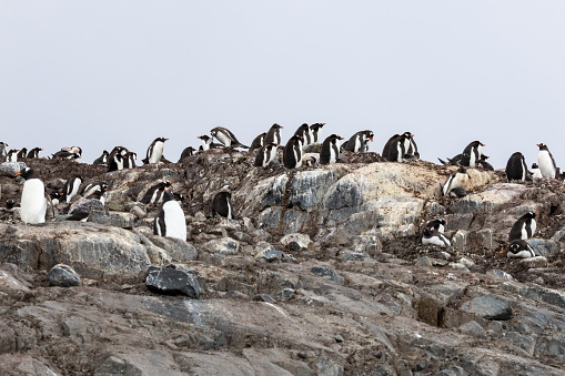 Mikkelson Harbor on D`Hainaut Island is home of thousands of Gentoo penguins