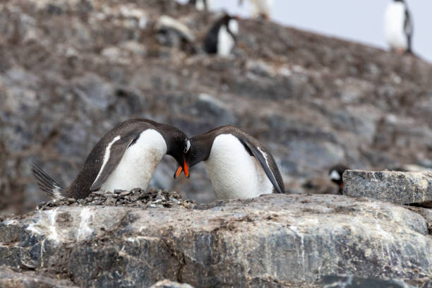 istock Mikkelson Harbor, Antarctica, Part 1 2151180239