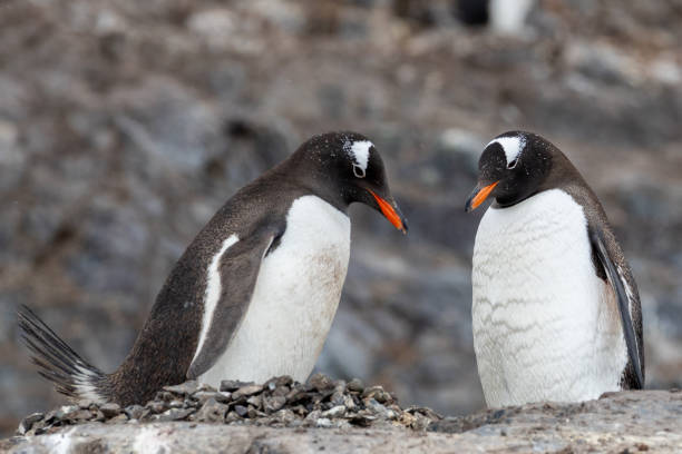 istock Mikkelson Harbor, Antarctica, Part 1 2151180257