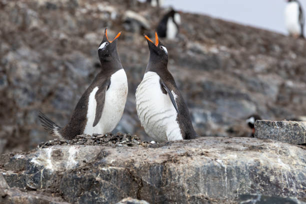 Mikkelson Harbor on D`Hainaut Island is home of thousands of Gentoo penguins