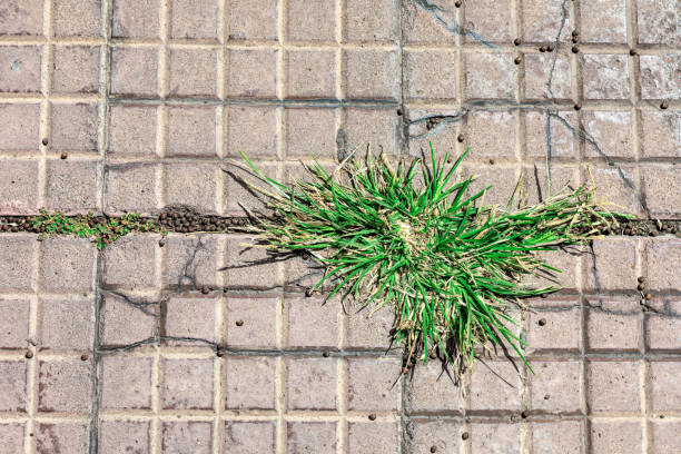 Flowers bloomed between the tiles.