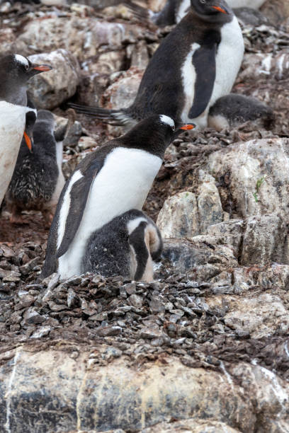 istock Mikkelson Harbor, Antarctica, Part 2 2151181183