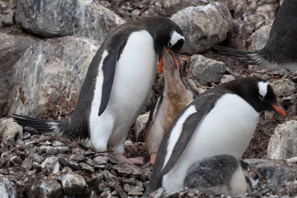 istock Mikkelson Harbor, Antarctica, Part 2 2151181218