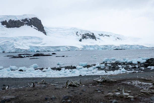istock Mikkelson Harbor, Antarctica, Part 2 2151181257