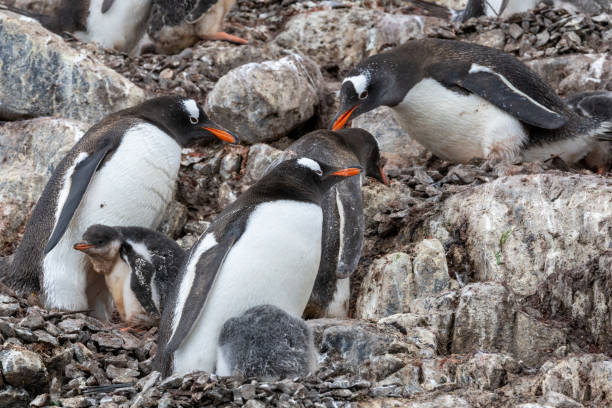 istock Mikkelson Harbor, Antarctica, Part 2 2151181276
