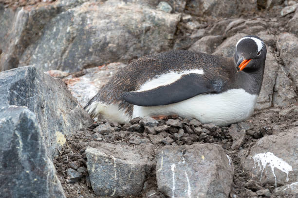 istock Mikkelson Harbor, Antarctica, Part 3 2151181881