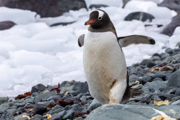 istock Mikkelson Harbor, Antarctica, Part 3 2151181917