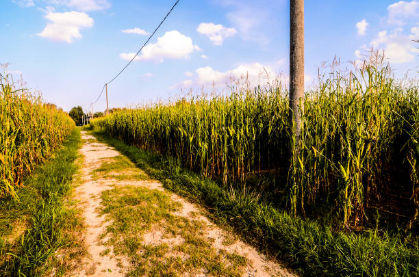 istock Countryside Dirty Road 2151182130