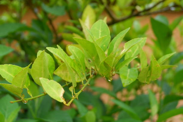 istock green lime leaves close up nature background 2151182200