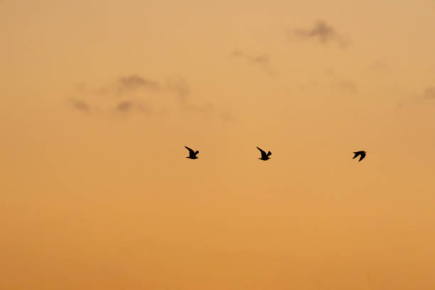istock Three seagulls in silhouette and distant against golden sky background. 2151183016