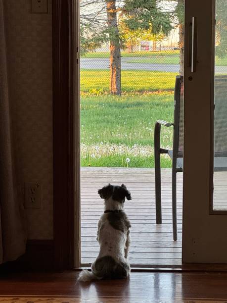istock Shih tzu looking out residential back door 2151183870