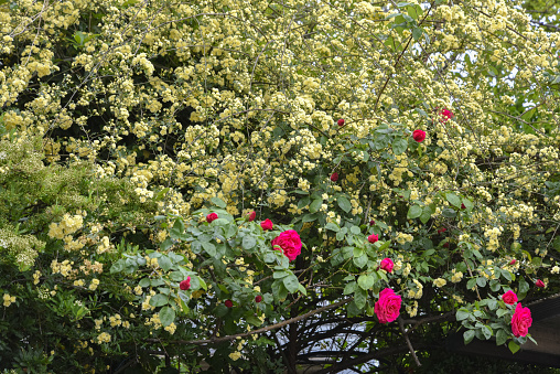 Gardening with Banksweet Rose. Spring season.