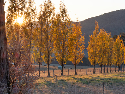 Autumn trees in morning light on farm land