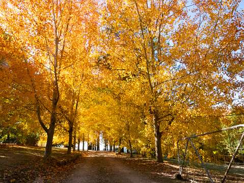 Tree lined dirt road in autumn rural Victoria