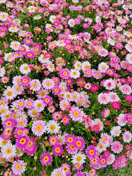 Argyranthemum frutescens