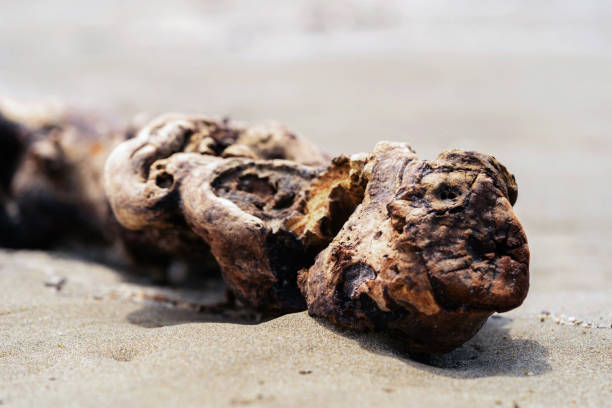 beautiful driftwood processed by the ocean for many years. Closeup