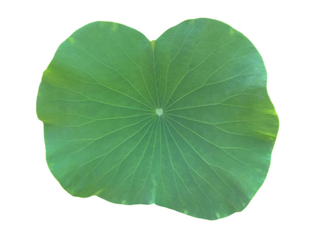 istock Lotus leaf or waterlily leaf 2151186474