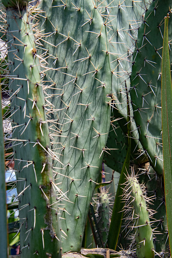 A cactus with many spines is shown in the image. The spines are green and pointy, giving the plant a prickly appearance. The cactus is surrounded by other plants, creating a lush and vibrant scene