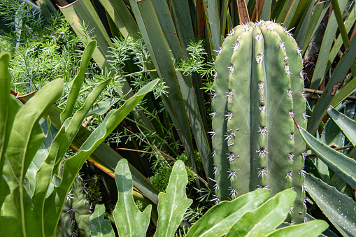 A cactus is surrounded by green plants. The cactus is tall and has a spiky appearance