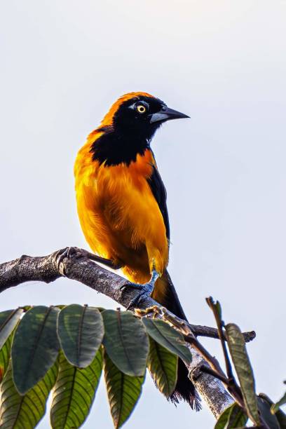 Campo Troupial ((Icterus jamacaii) perched on a branch.