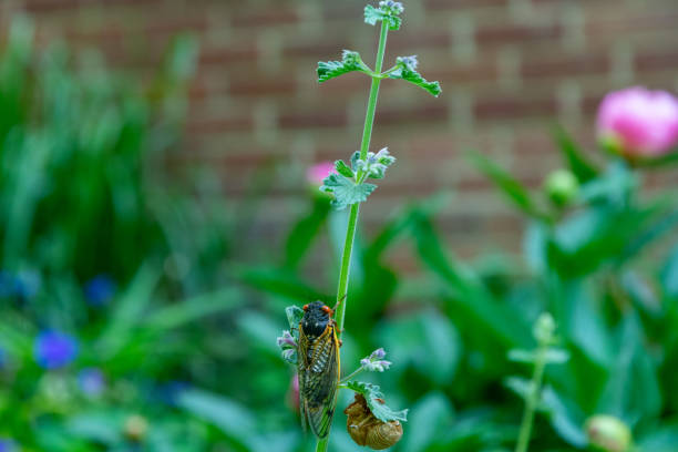 Adult 17-year cicada (Magicicada sp.) climbing up plant stem after emergence from nymphal case. Nymphal case included on image.