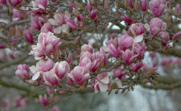 istock Beautiful Spring Tulip-Magnolia tree- Howard County, Indiana 2151192220