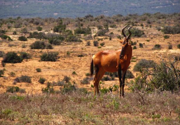 One red hartebeest in the open field of Addo Elephant National Park, Eastern Cape, South Africa.