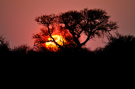 Sunset over Chobe National park with a solitary acacia tree in the centre of the image.