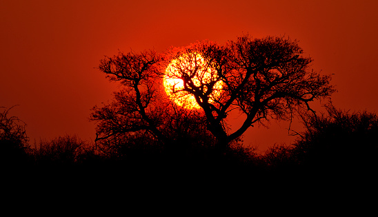 Sunset in the Kruger National Park