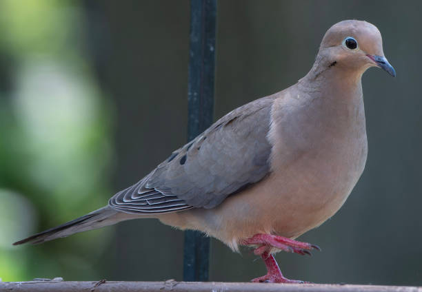 istock A Mourning Dove walks along the deck 2151193337